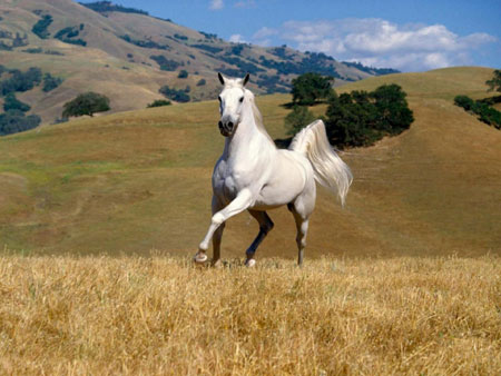 عکس اسب سفید زیبا در دشت whit horse in field