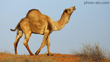 عکس شتر در بیابان camel in desert