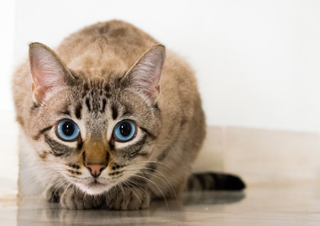 نگاه گربه چشم آبی در کمین cat blue eyed glance