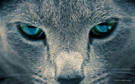 چشم گربه خاکستری cat eyes wallpaper