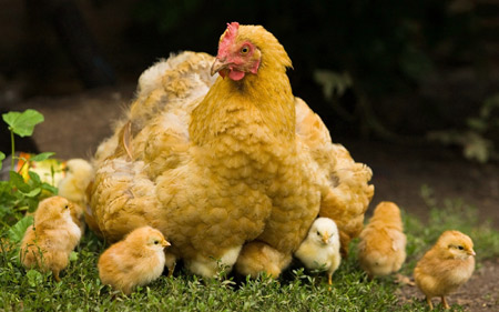 عکس مرغ و جوجه مرغ ها chickens hen pictures