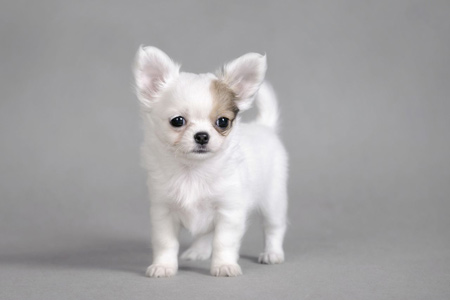 سگ سفید کوچولو چی واوا chihuahua white dog