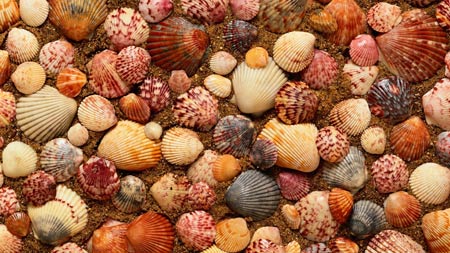 صدف روی شن های ساحل clams in beach