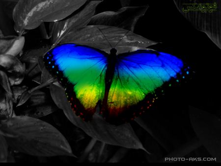 پروانه رنگارنگ زیبا colorfull butterfull