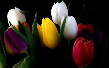 زیباترین شاخه گل های لاله رنگارنگ colorfull tulips flowers