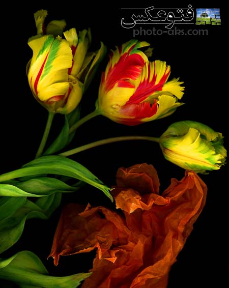 زیباترین عکس گل های زرد جهان beautiful flowers