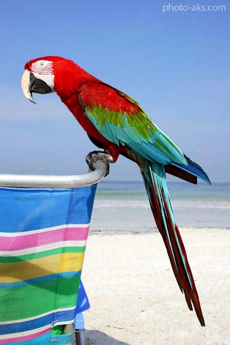 طوطی آمازون colorfull parrot in beach