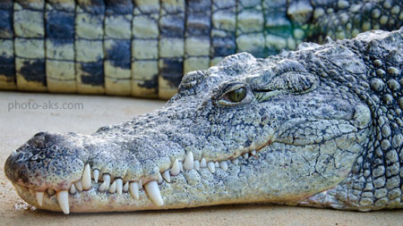 عکس سر کرکدیل خطرناک crocodile head