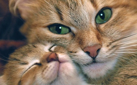 عکس گربه و بچه گربه کنار هم cute cat and kitten