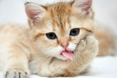 عکس جدید از بچه گربه ناز و ملوس cute baby cats wallpaper