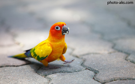 سایت عکس طوطی ها cute colorful parrot