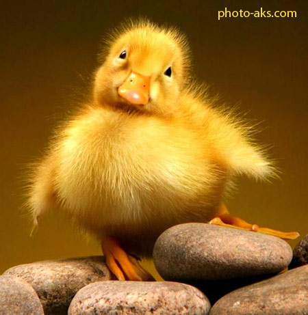 جوجه اردک ناز cute duck