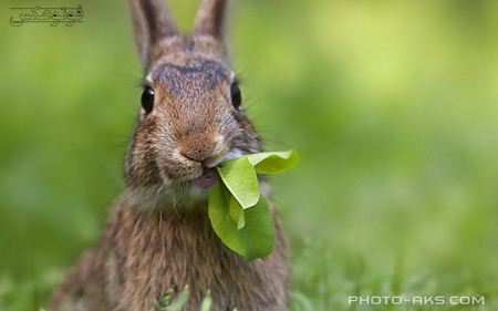 عکس بامزه خرگوش خاکستری funny rabbit