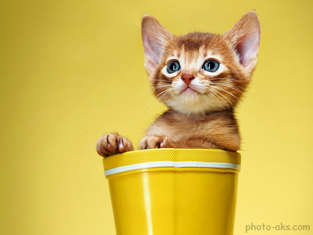 عکس بچه گربه بامزه داخل سطل cute sweet kitty