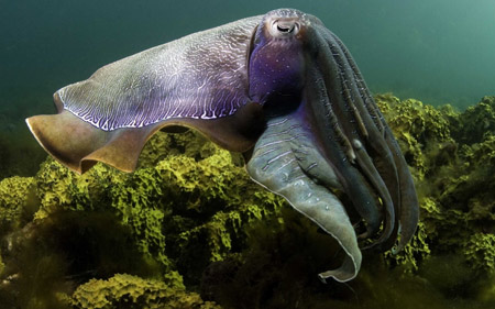 عکس ماهی ده پا یا سپیداج cuttlefish under water