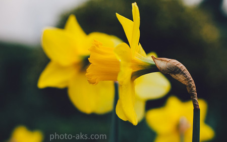 عکس گلهای نرگس زیبا daffodias yellow spring