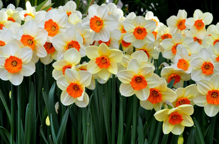 والپیپر زیبا از گلهای نرگس wallpaper of daffodils flower