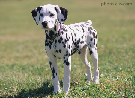 سگ نژاد دالمیشن dalmatian puppy