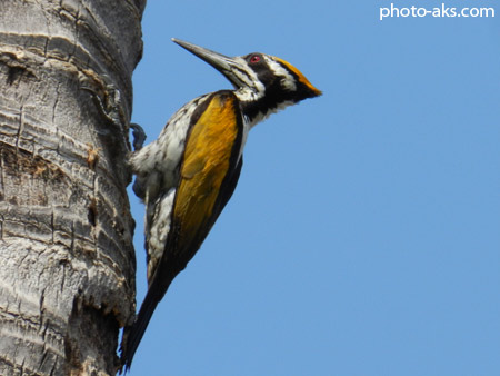 دارکوب woodpecker
