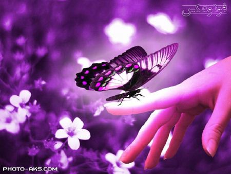 عکس پروانه و دست aks parvaneh va dast