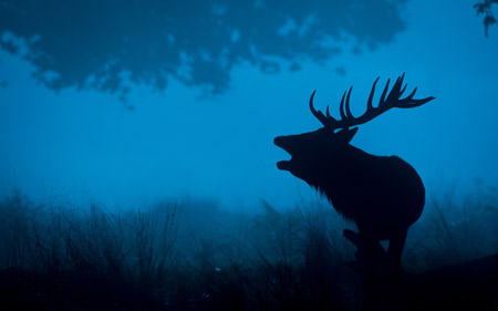 تصویر زمینه گوزن در تاریکی شب deer silhouette 4k wallpaper