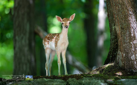 عکس بچه گوزن در طبیعت deer baby in nature