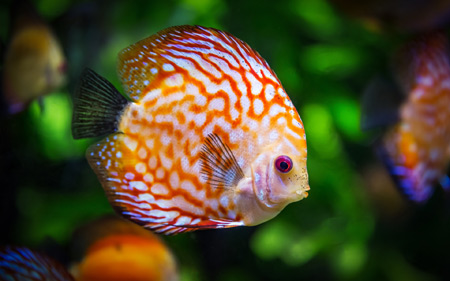عکس ماهی آکواریومی زینتی زیبا discus fish color
