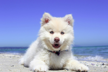 سگ سفید پشمالو white dog beach
