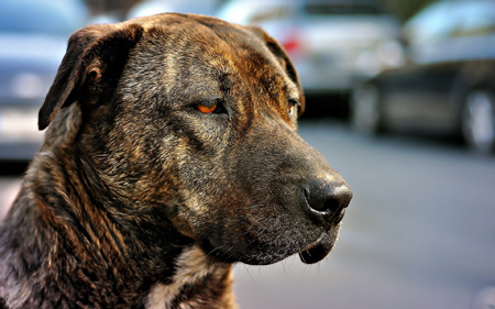 عکس سگ نزاد امریکایی غمگین American Staffordshire Terrier