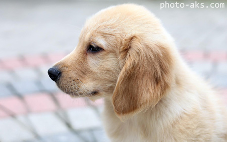 عکس زیبای سگ غمگین dog puppy beautiful