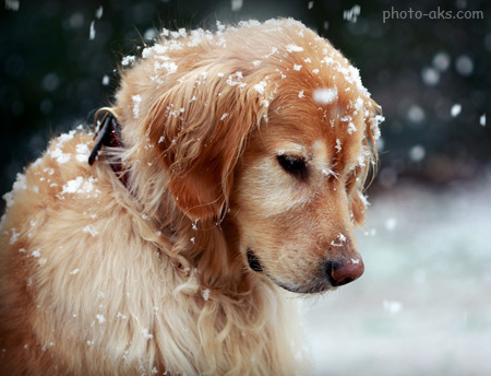 عکس سگ زیر برف زمستانی dog in snow