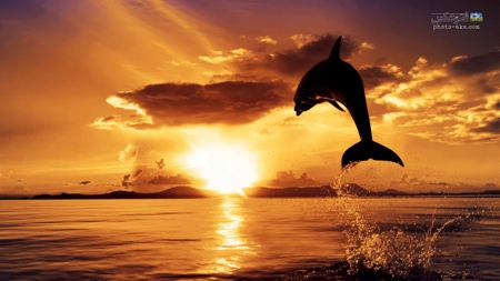 منظره پرش دلفین در غروب dolphin jump in sunset
