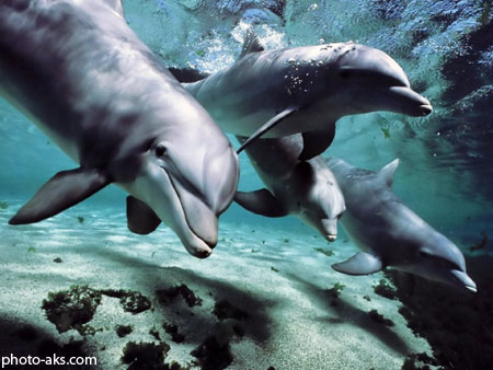 بازی دلفین ها زیر آب dolphins wallpaper