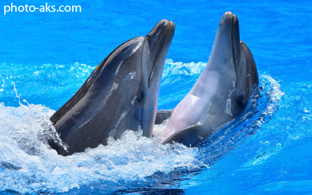 نمایش دلفین ها dophins show