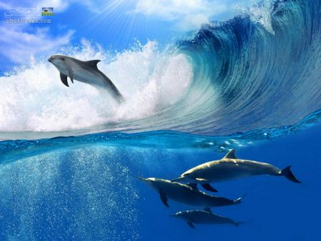 بازی و پرش دلفین ها روی امواج dolphins on waves
