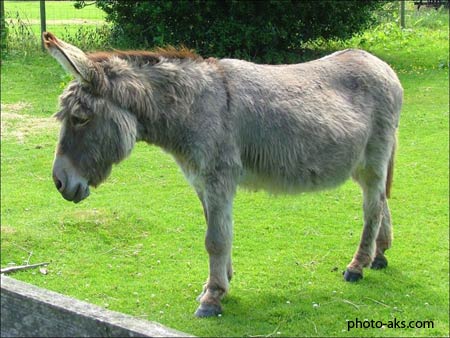 عکس الاغ پیر old donkey