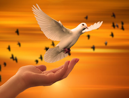 آزادی پرنده کبوتر سفید dove hand sunrise