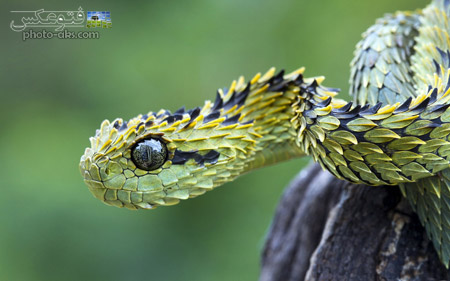 مار پوست اژدهایی سمی dragon snake