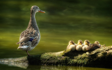 پوستر زیبا از اردک ها duck family wallpaper
