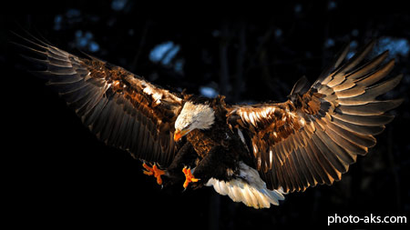 شکار عقاب خاکستری eagle hunting