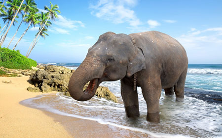 فیل آسیایی در ساحل elephant beach