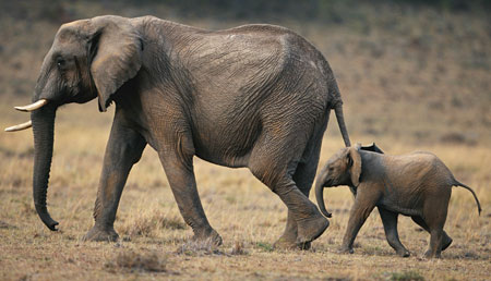 عکس فیل و بچه فیل افریقایی baby elephant mother