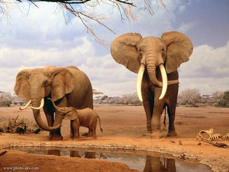 فیل ها elephants