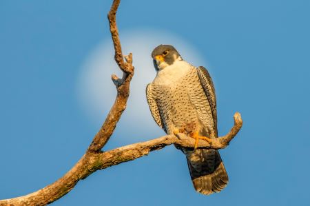 عکس زیبای پرنده شاهین falcon bench tree