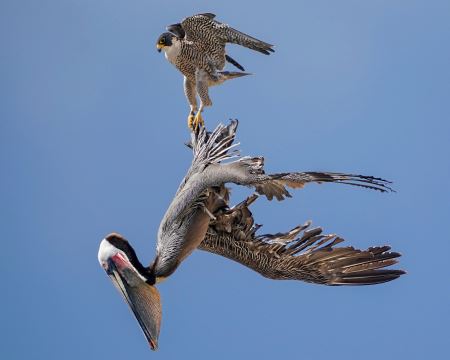 لحظه شکار پرنده شاهین falcon peican