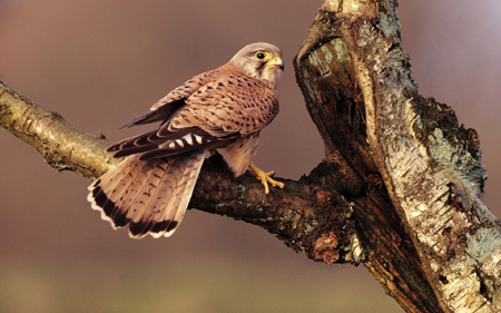 عکس شاهین روی درخت falcon branch tree