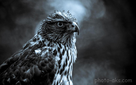 عکس سیاه و سفید شاهین falcon black white