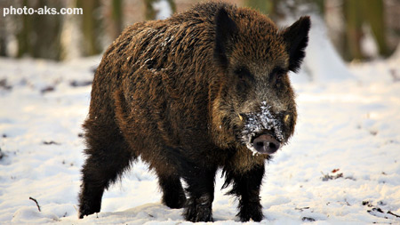گراز وحشی در زمستان wild boar winter