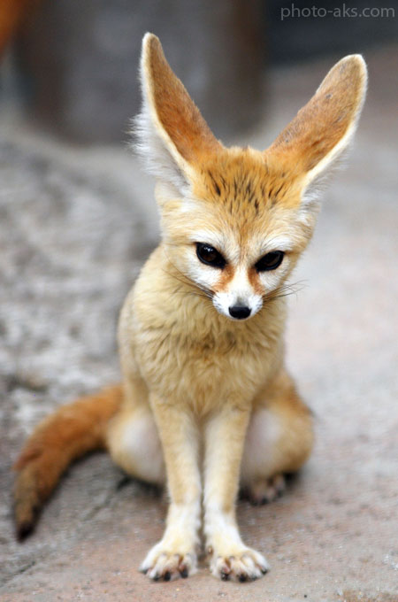 روباه فنک fennec fox