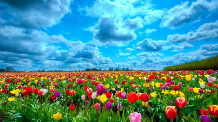 منظره دشت گلهای لاله رنگارنگ field tulips flower